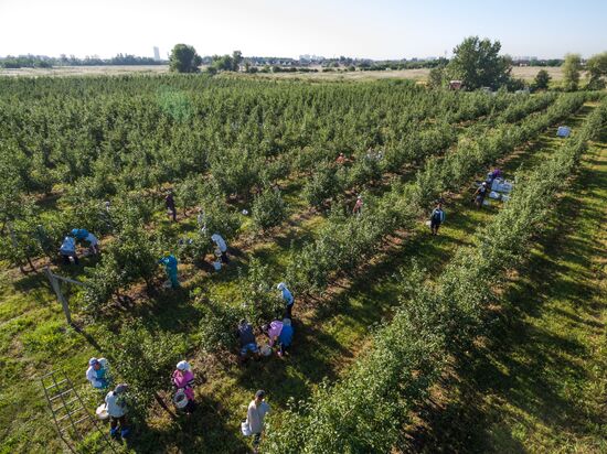 Picking apples in Russia's Krasnodar Territory