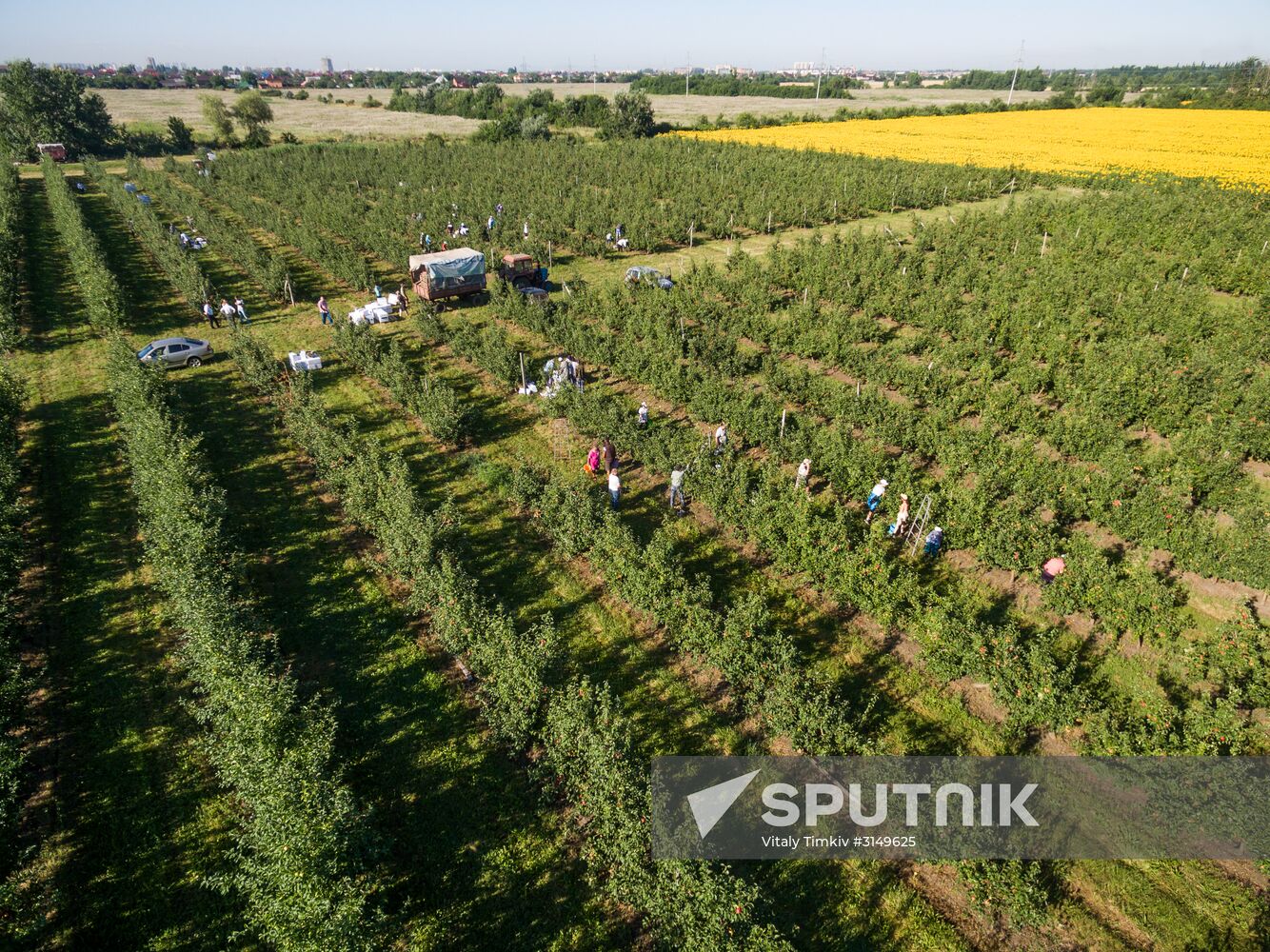 Picking apples in Russia's Krasnodar Territory