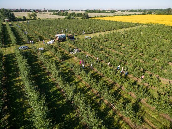 Picking apples in Russia's Krasnodar Territory