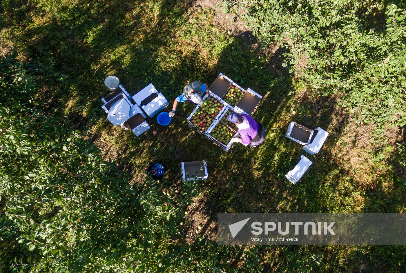 Picking apples in Russia's Krasnodar Territory