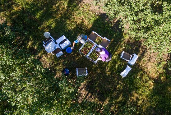 Picking apples in Russia's Krasnodar Territory