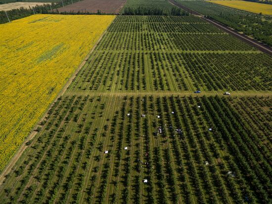 Picking apples in Russia's Krasnodar Territory