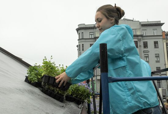 Installation of landscape arrangements of "Summer in Moscow. Flower jam" festival