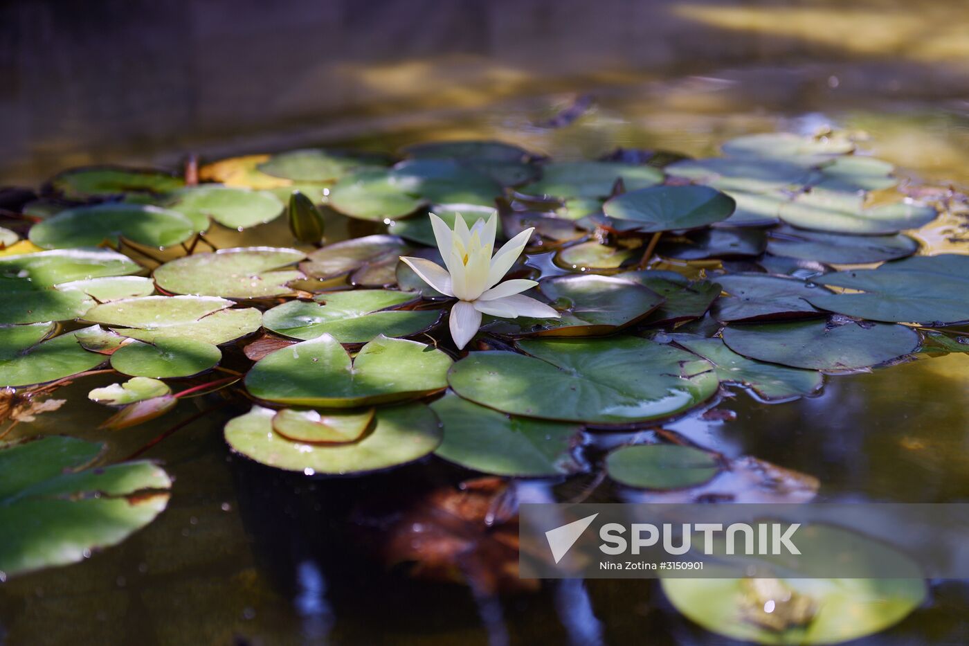 Sochi Arboretum