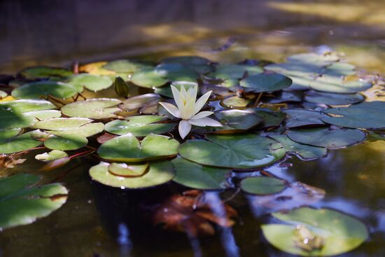 Sochi Arboretum