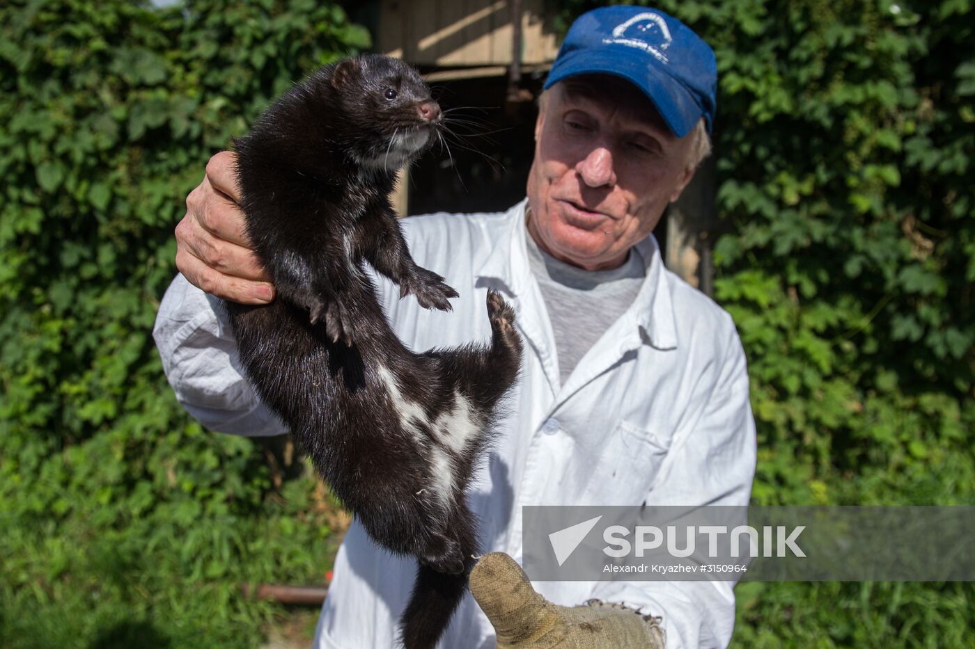 Fur farm in the Novosibirsk Region