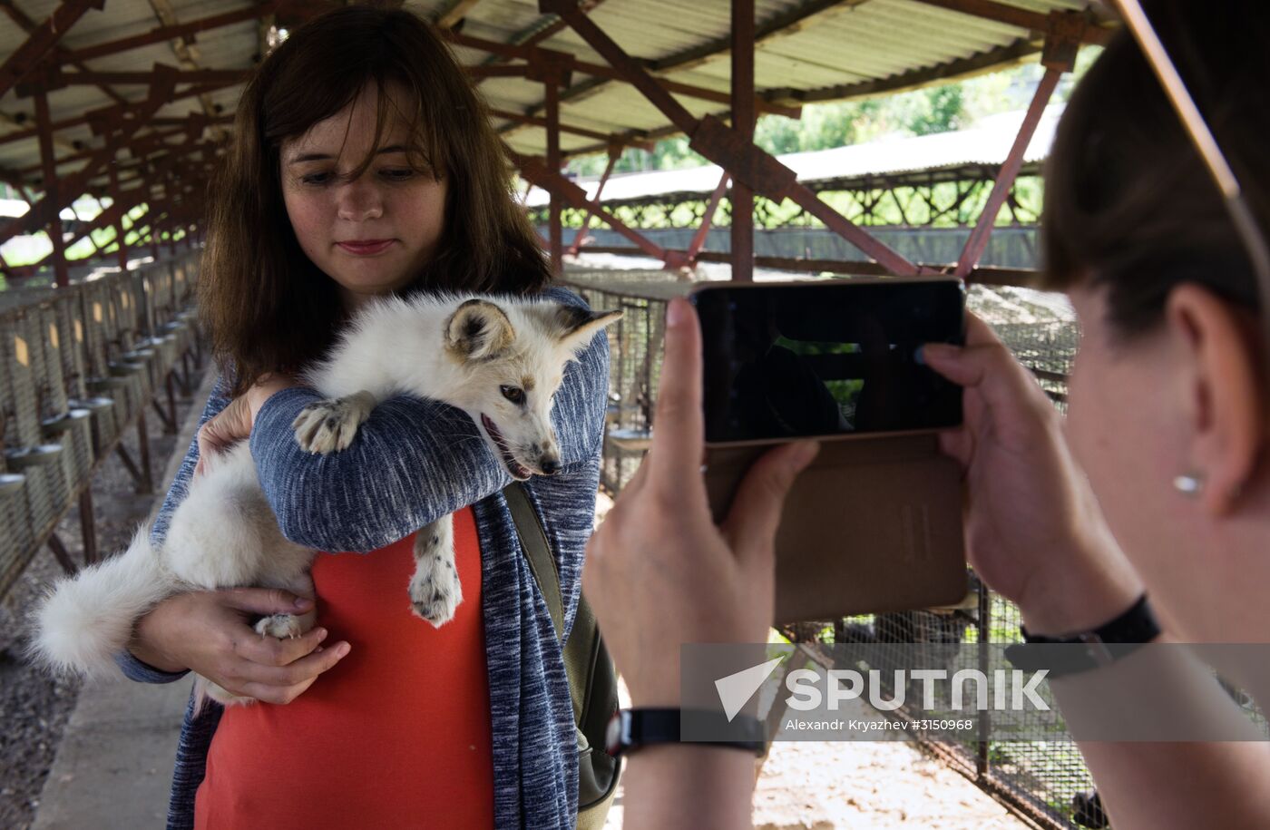 Animal farm in the Novosibirsk Region