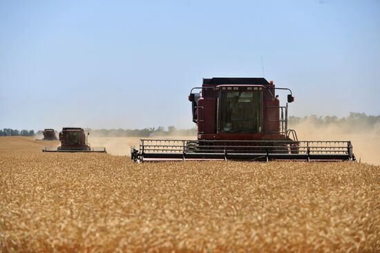 Grain harvesting in Stavropol Territory