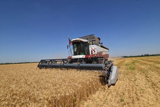 Grain harvesting in Stavropol Territory