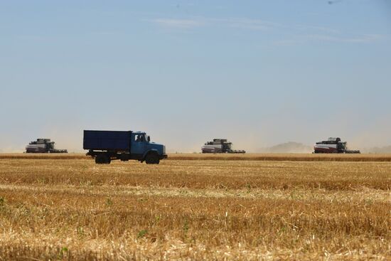 Grain harvesting in Stavropol Territory