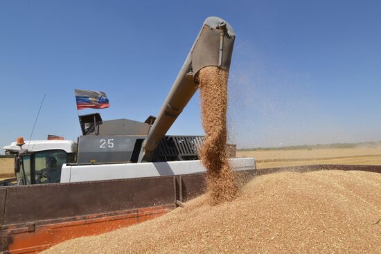 Grain harvesting in Stavropol Territory