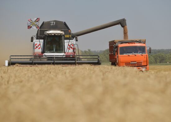 Grain harvesting in Stavropol Territory