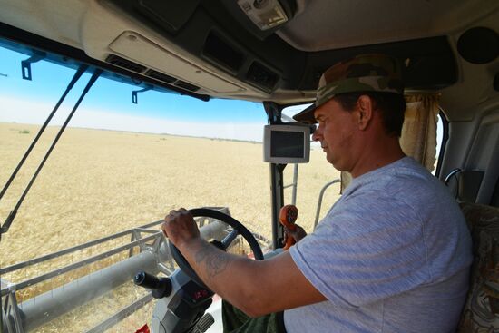 Grain harvesting in Stavropol Territory