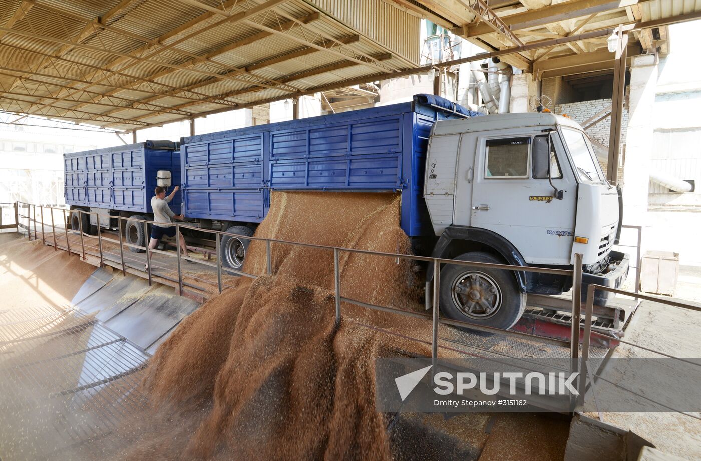 Grain harvesting in Stavropol Territory