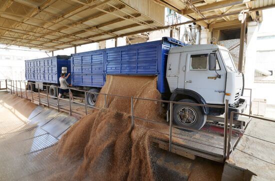 Grain harvesting in Stavropol Territory
