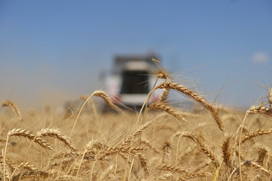 Grain harvesting in Stavropol Territory