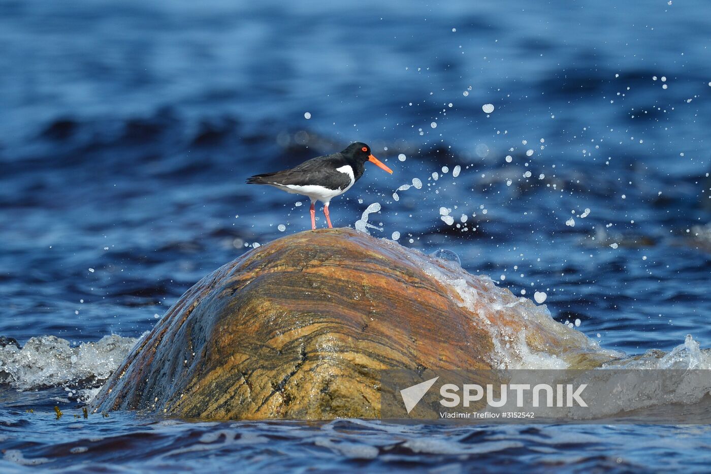 Expedition of Institute for Environmental Issues of the North to White Sea