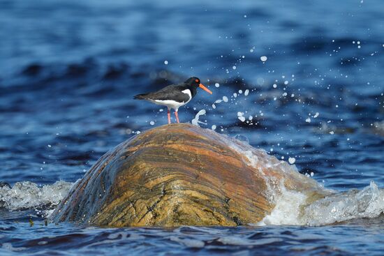 Expedition of Institute for Environmental Issues of the North to White Sea