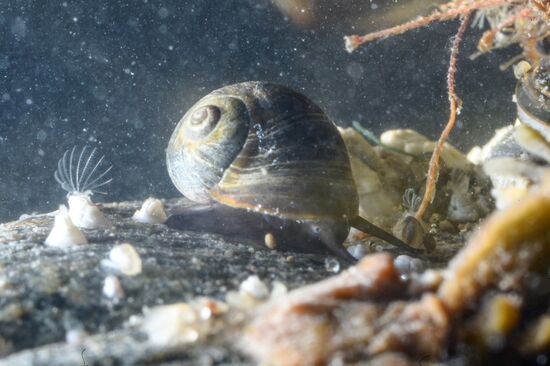 Institute for Environmental Issues of the North expedition to White Sea