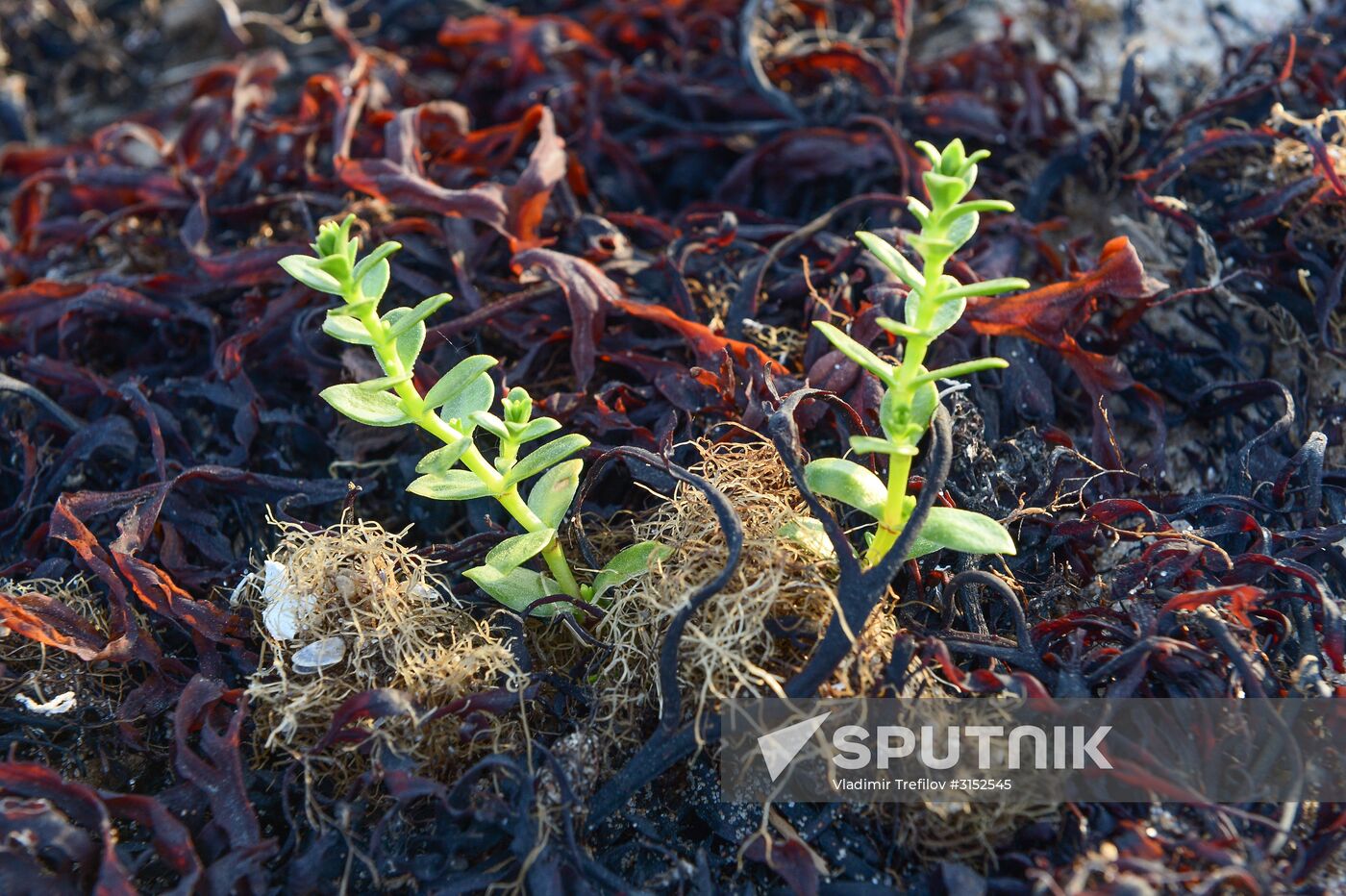 Institute for Environmental Issues of the North expedition to White Sea