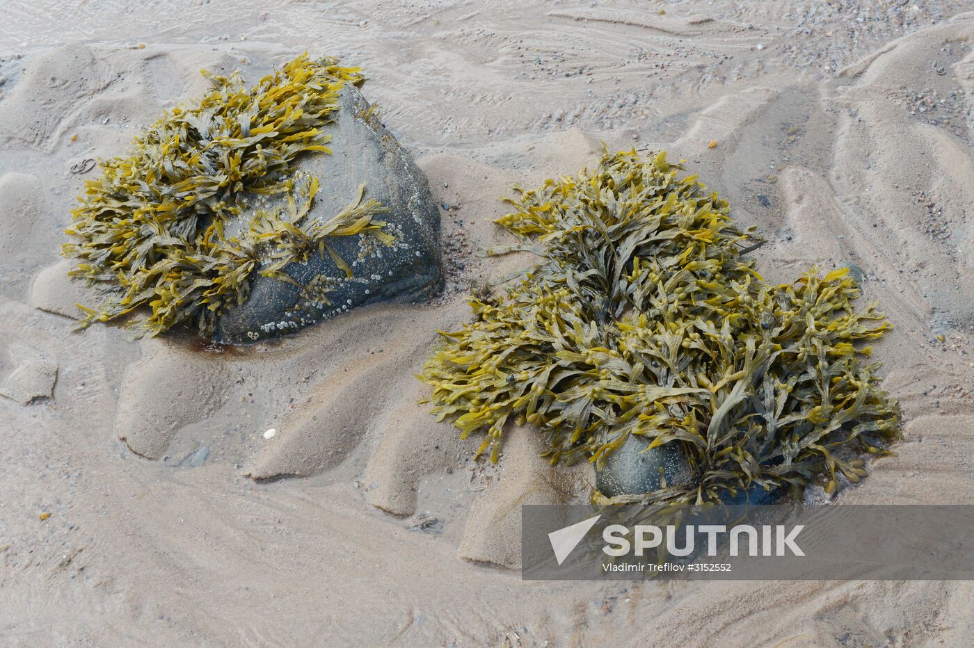 Institute for Environmental Issues of the North expedition to White Sea