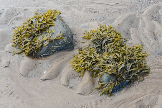 Institute for Environmental Issues of the North expedition to White Sea