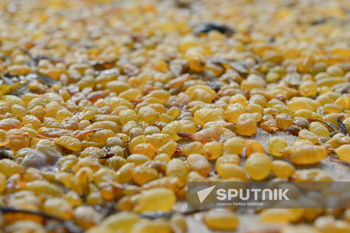 Expedition of Institute for Environmental Issues of the North to White Sea