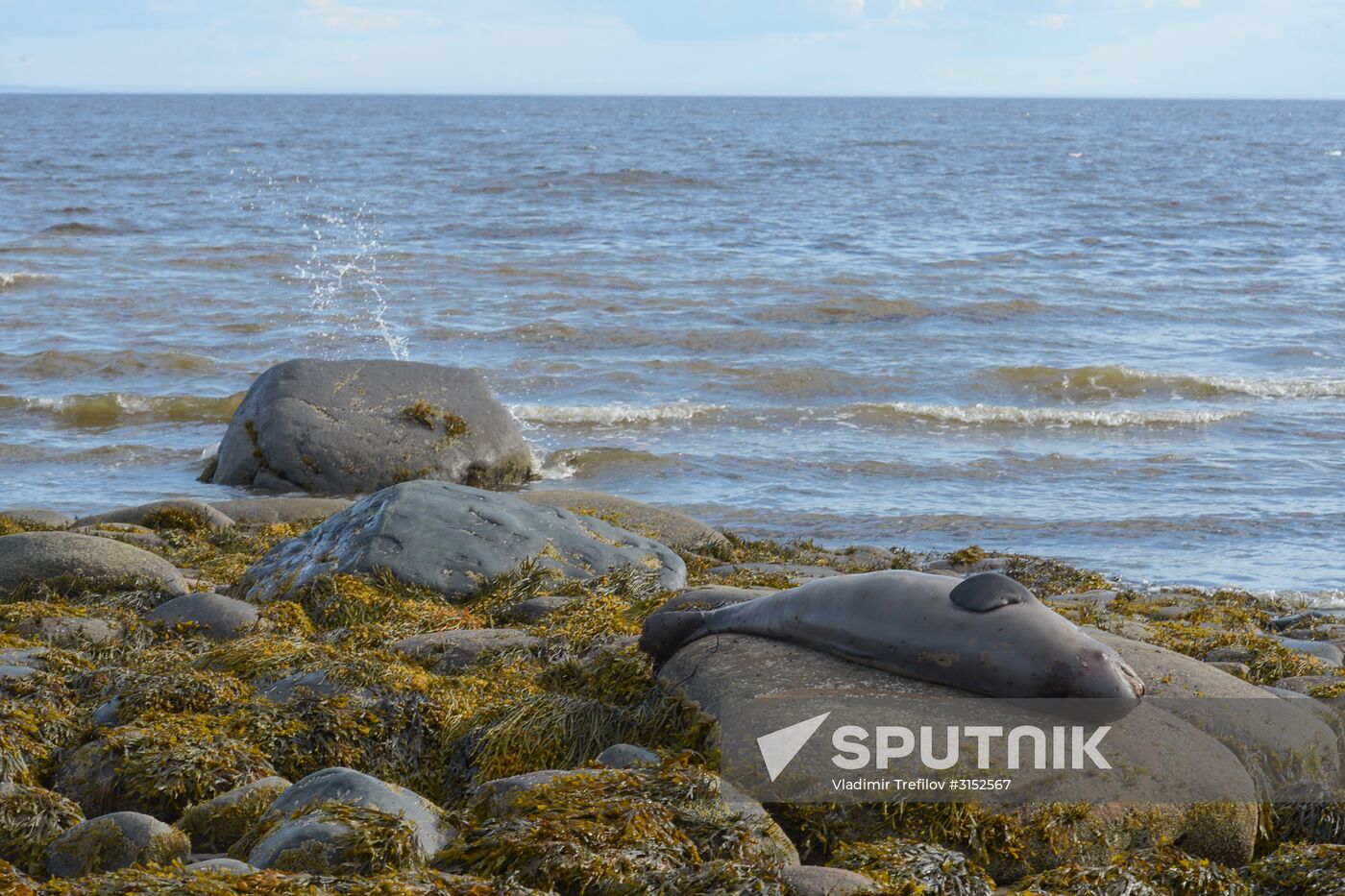 Expedition of Institute for Environmental Issues of the North to White Sea