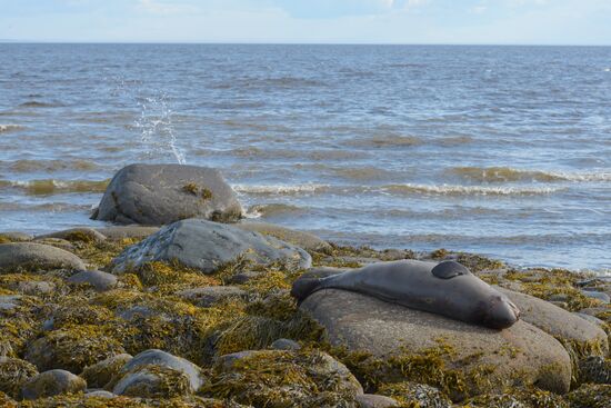 Expedition of Institute for Environmental Issues of the North to White Sea