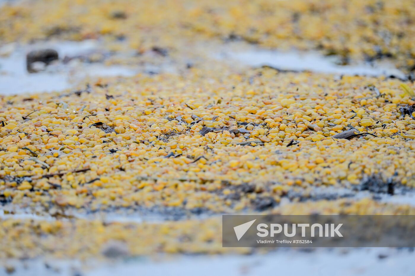 Expedition of Institute for Environmental Issues of the North to White Sea