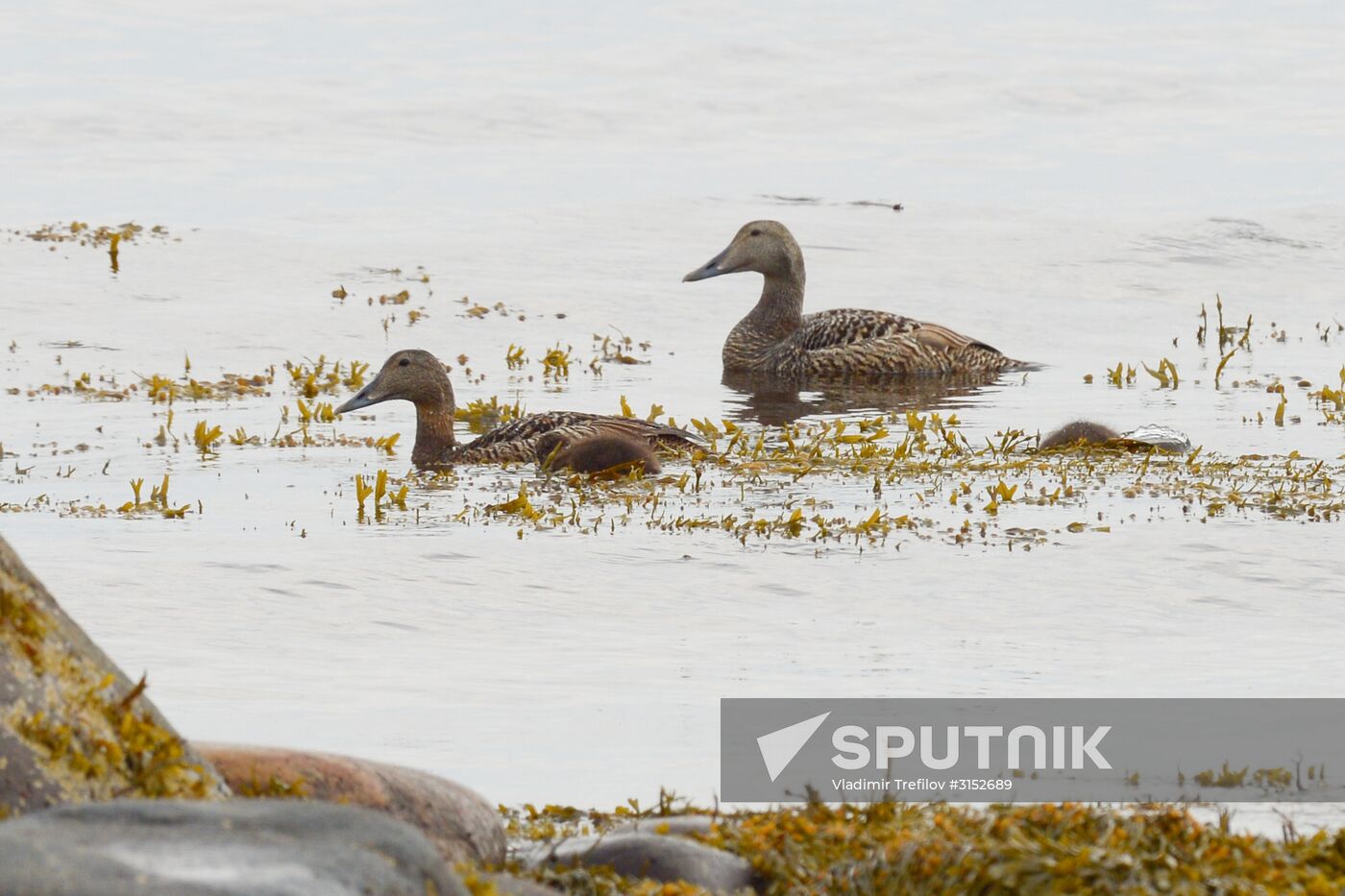 Expedition of Institute for Environmental Issues of the North to White Sea