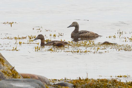 Expedition of Institute for Environmental Issues of the North to White Sea