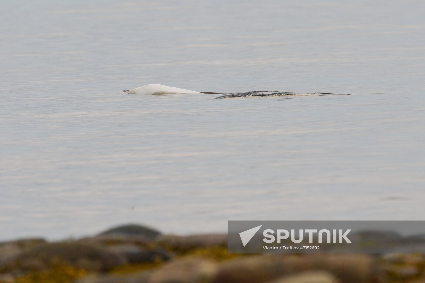Expedition of Institute for Environmental Issues of the North to White Sea