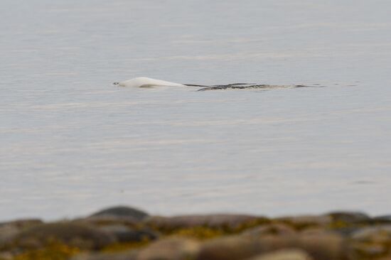 Expedition of Institute for Environmental Issues of the North to White Sea