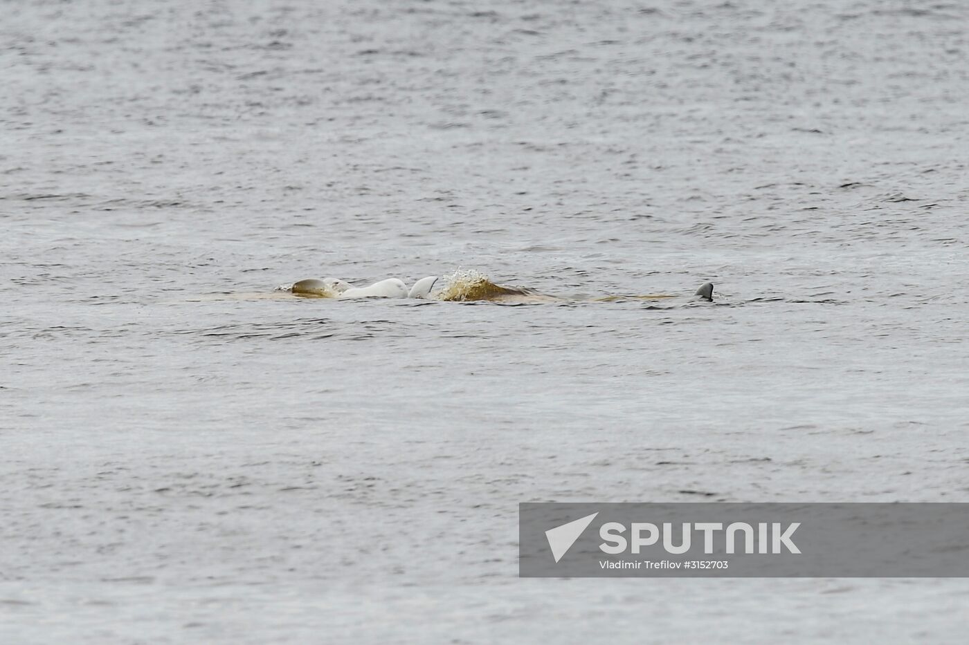 Expedition of Institute for Environmental Issues of the North to White Sea