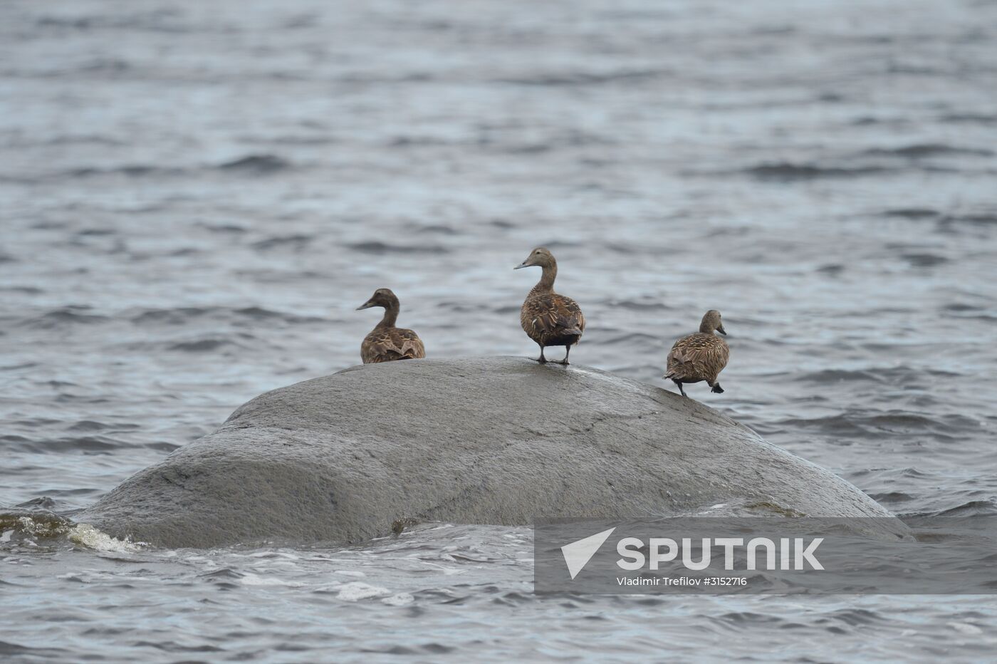 Expedition of Institute for Environmental Issues of the North to White Sea
