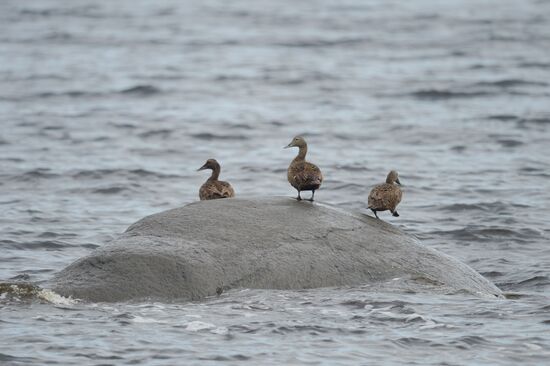 Expedition of Institute for Environmental Issues of the North to White Sea