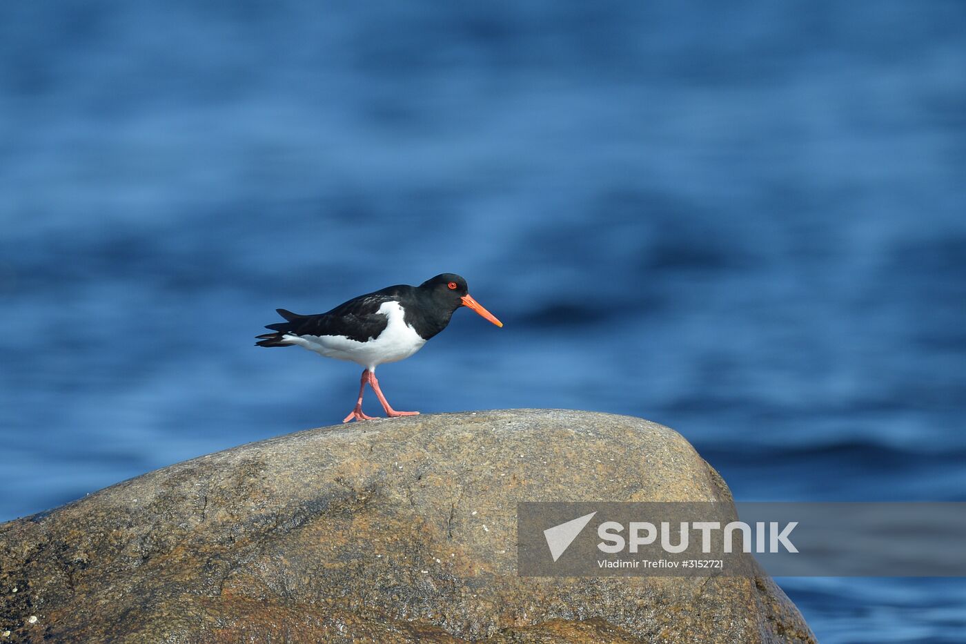 Expedition of Institute for Environmental Issues of the North to White Sea