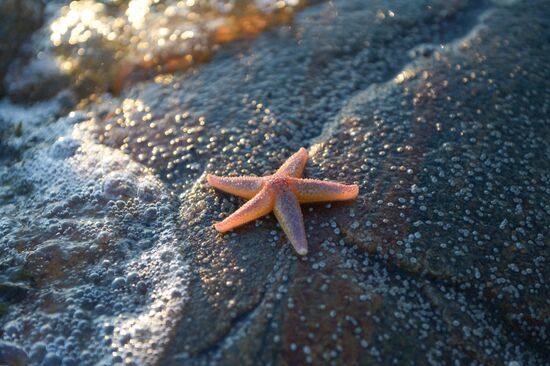 Expedition of Institute for Environmental Issues of the North to White Sea