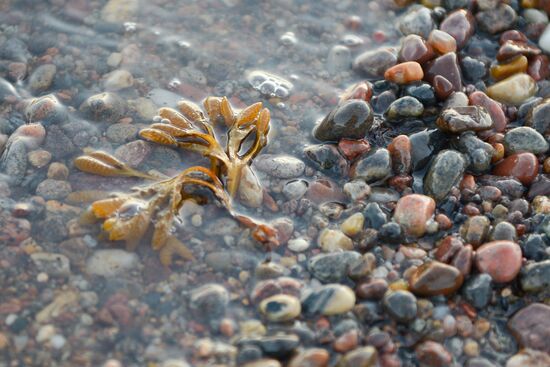Expedition of Institute for Environmental Issues of the North to White Sea