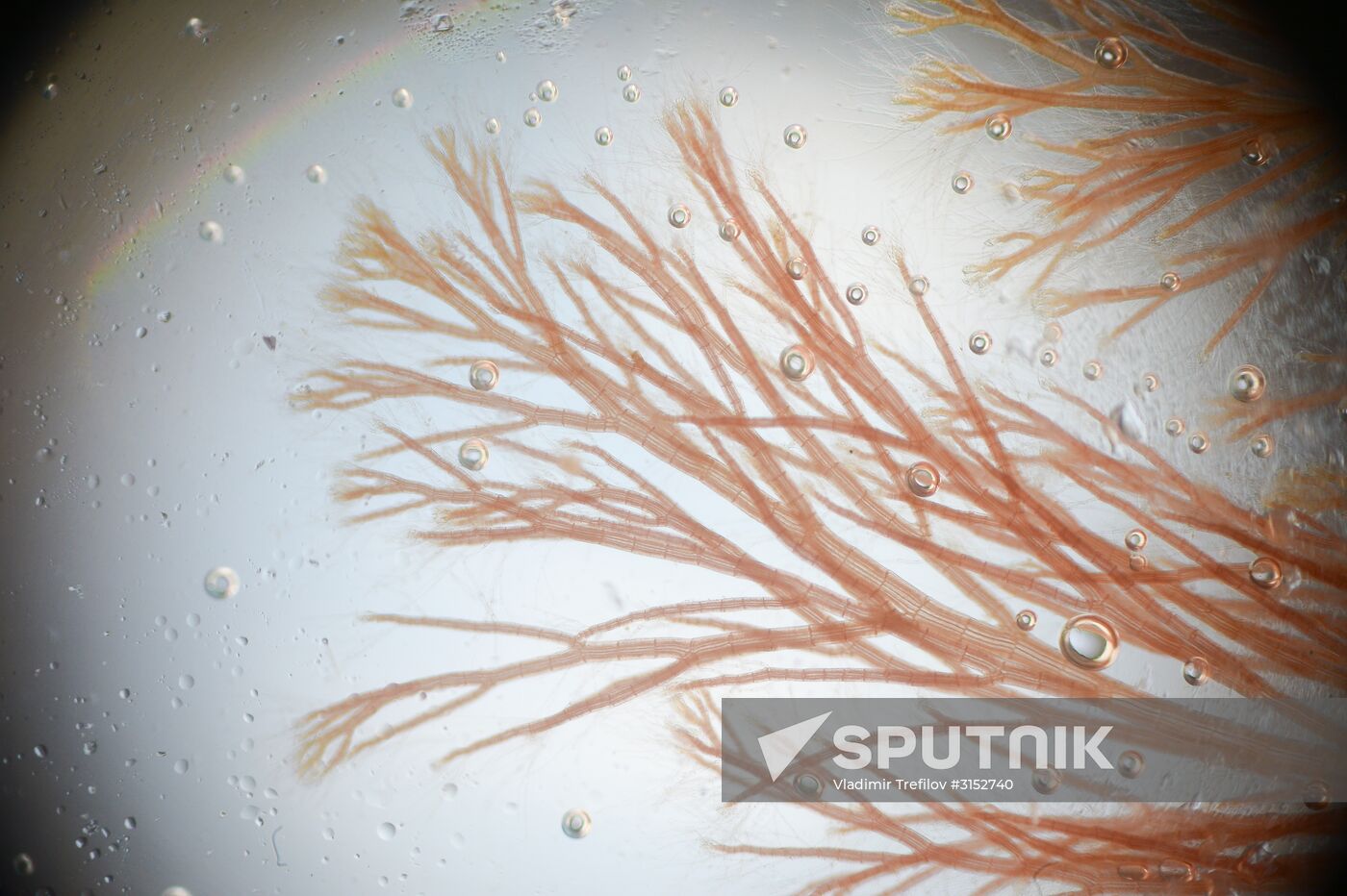 Institute for Environmental Issues of the North expedition to White Sea