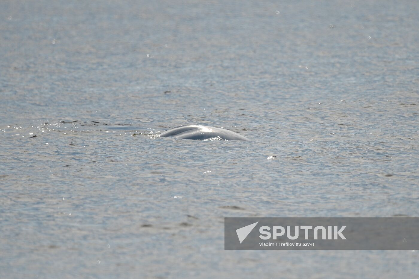 Institute for Environmental Issues of the North expedition to White Sea