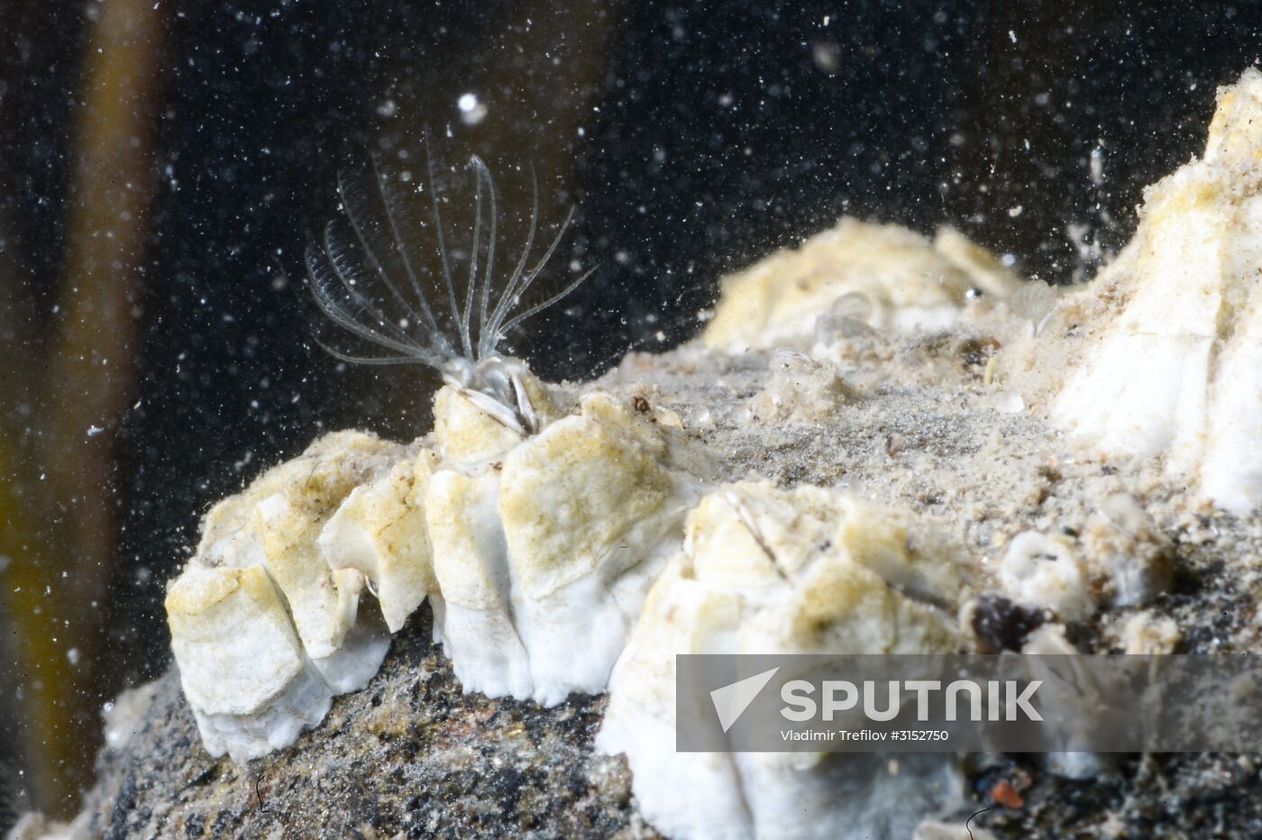 Institute for Environmental Issues of the North expedition to White Sea