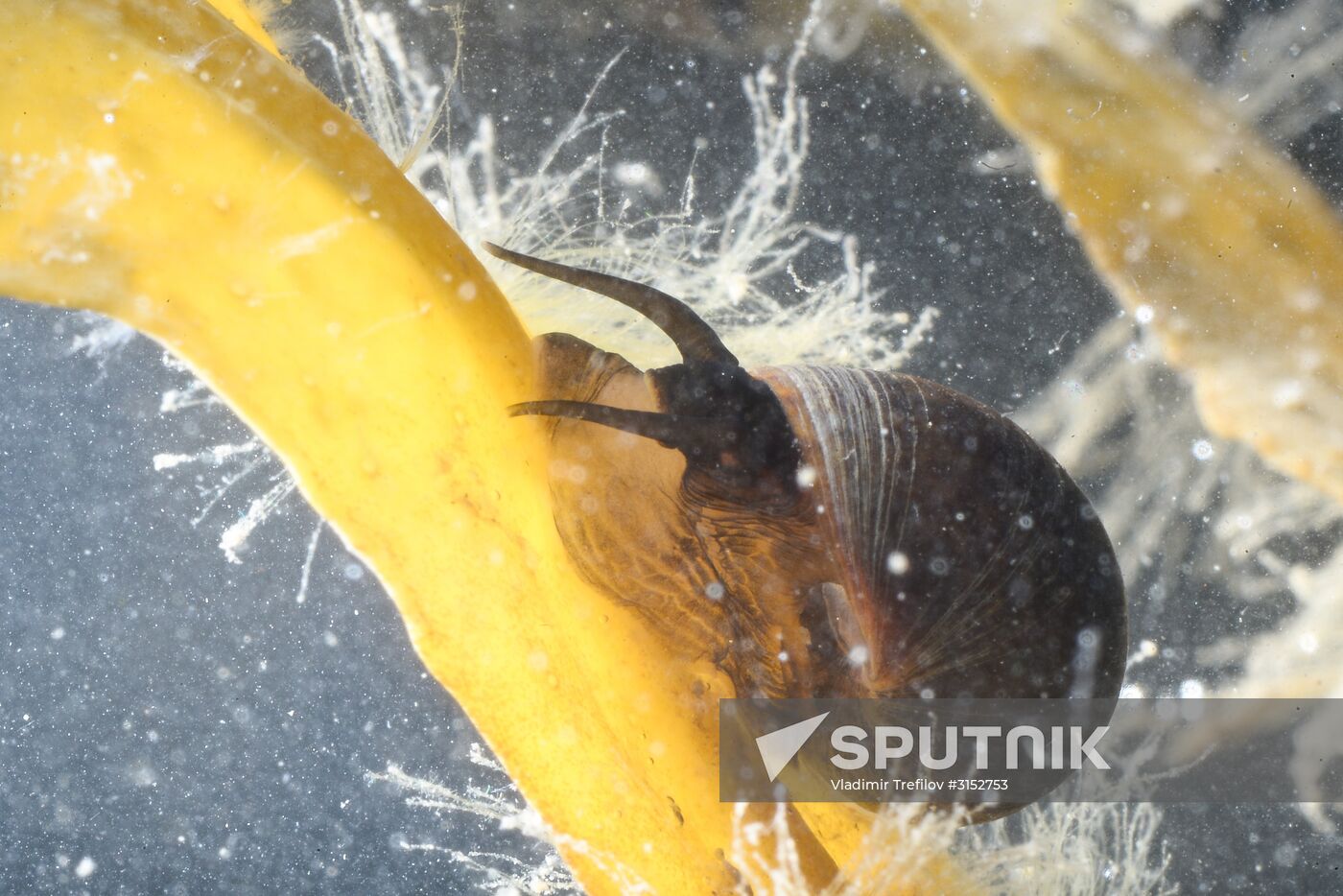 Institute for Environmental Issues of the North expedition to White Sea