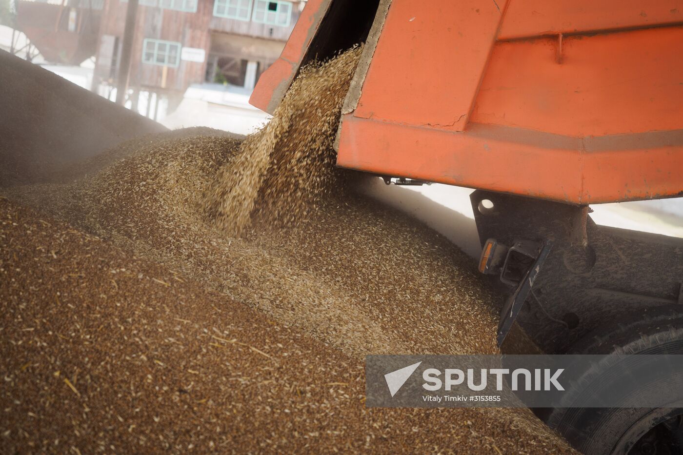 Crops harvest in Krasnodar Territory