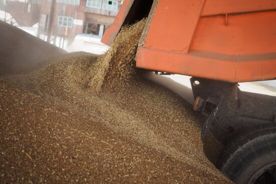 Crops harvest in Krasnodar Territory