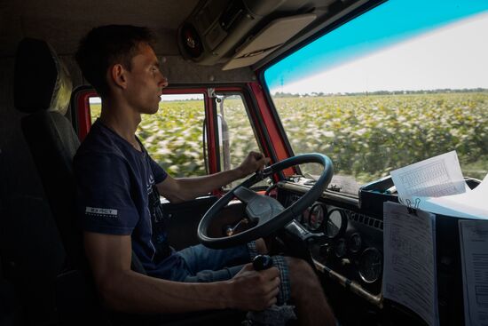 Crops harvest in Krasnodar Territory