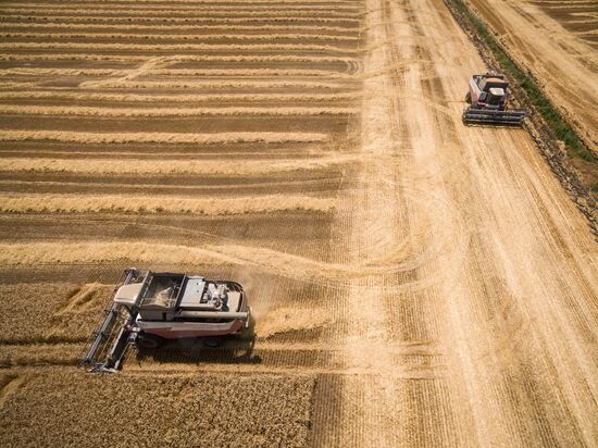 Crops harvest in Krasnodar Territory