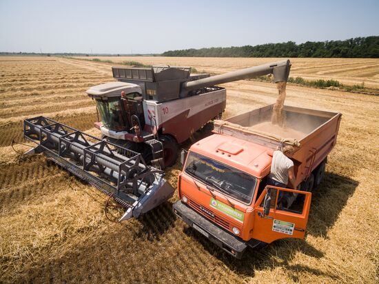 Crops harvest in Krasnodar Territory