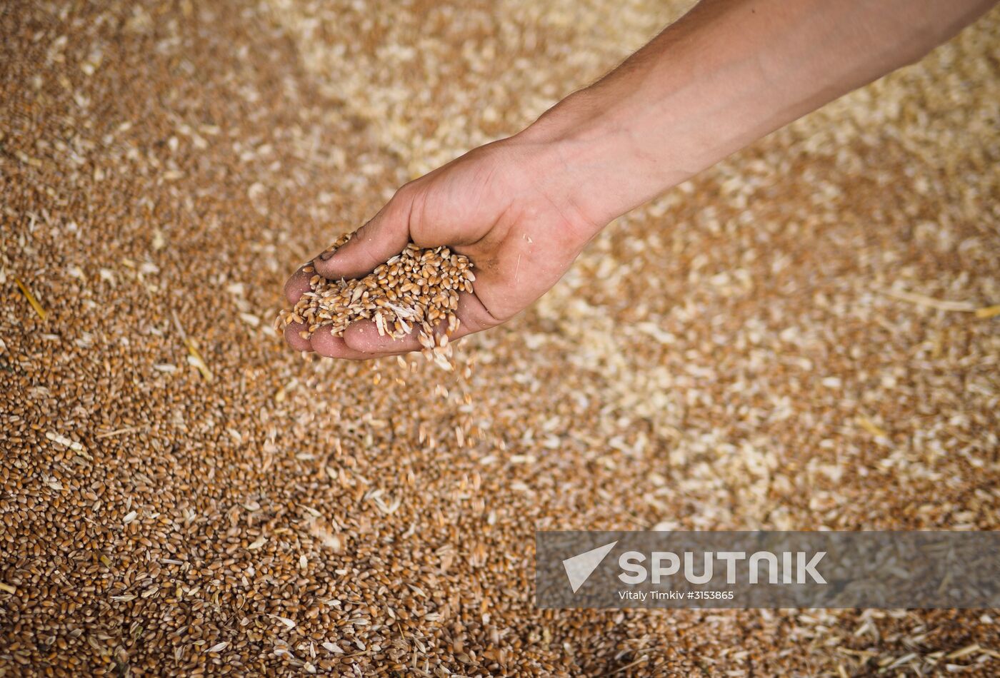 Crops harvest in Krasnodar Territory